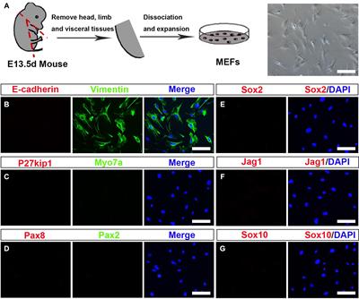 Stepwise Induction of Inner Ear Hair Cells From Mouse Embryonic Fibroblasts via Mesenchymal- to-Epithelial Transition and Formation of Otic Epithelial Cells